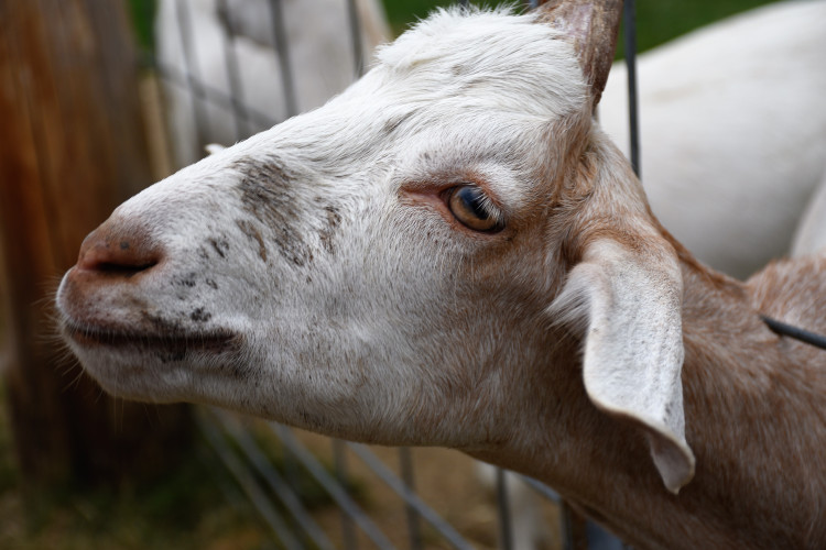 stock-photo-goat-221666179.jpg