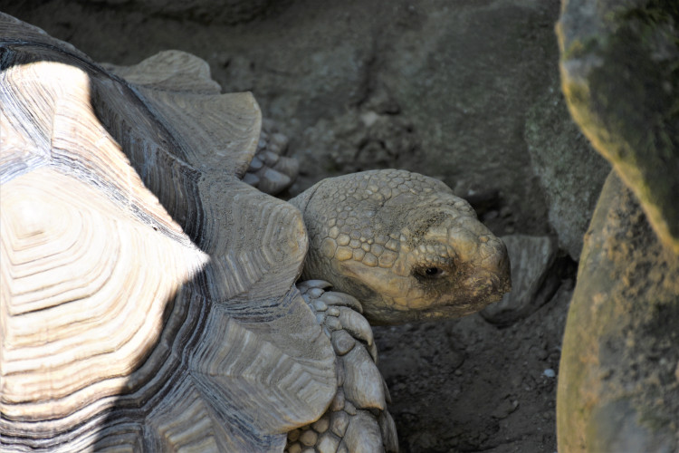 stock-photo-turtle-232777315.jpg