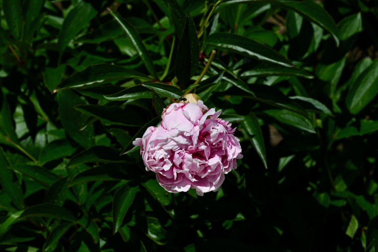 DSC_3072.jpeg